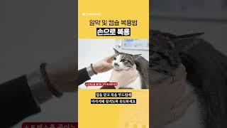 알약 및 캡슐 복용법ㅣ고려동물메디컬센터