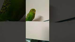 #cute #funny #budgies #parrot #birds #lover