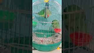 what they eat #sweet parrots#sweetu and Angel ..