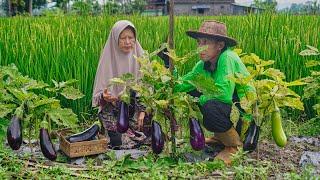 Menanam Terong Sampai Panen di Kebun | Masak Buntil Terong isi Ayam, Stick Terong Krispi, Rs Blewah