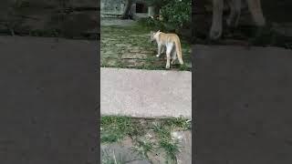 ki dhore che #cat #viral #shortvideo #shortsviral #catlover #shorts #funnyshorts