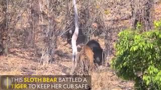 Mother bear fights tiger to save her Cub in dramatic video