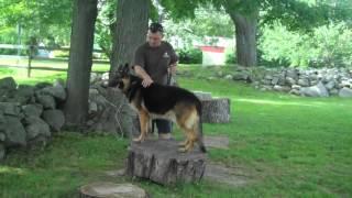 Stonehill Kennel | Duncan Obedience Training | Goshen CT | 888-DOG-NOSE