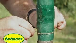 Leimringe an Obstbäumen anbringen - natürlicher Schutz vor Frostspanner-Raupen