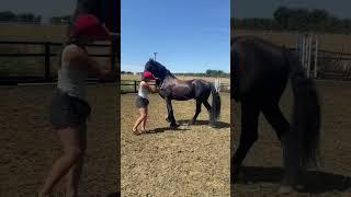 Work on the ground #friesian #horsetime #horsevideos #horse #blackbeauty #blackhorse #animal