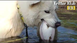 Dog Teaches Her Younger Brother How To Fish l Kritter Klub