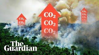 How the Amazon has started to heat the planet | It's Complicated