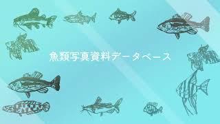 魚類写真資料データベース紹介Japan Fish Databse- Kashin Channel