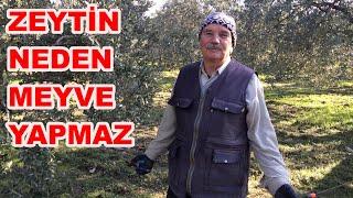 Zeytin Ağacı Nasıl Budanır? Zeytinde Halkalı Leke Neden Olur? Budama 2024