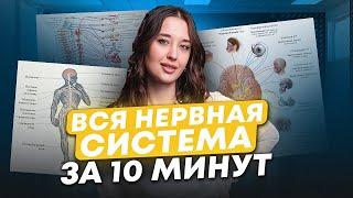 НЕРВНАЯ СИСТЕМА человека для ОГЭ по биологии / Симпатическая и парасимпатическая нервная система