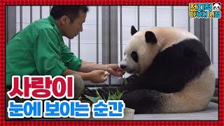 (SUB) Zookeeper Dad Is Caring His Daughter Panda Who Has Just Given Birth│ Panda World