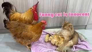 Angry hen wants to save chicks! Suspect cat steals chicks.Calm rooster.Funny and cute animals