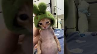 Is This The Funniest Cat Day Ever 