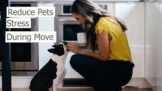 TIPS for MOVING with a DOG