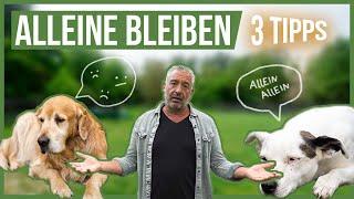 Entspannt ALLEINE bleiben  So lernt es dein Hund am BESTEN!