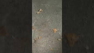 Austest Leak Detection North Melbourne