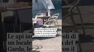 Le api invadono i tavoli di un locale, le scacciano con il fuoco: scatta la denuncia #shorts #news