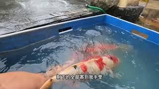 蛋蛋的锦鲤日志：今天把鱼一起合池#锦鲤鱼池 #养鱼日志