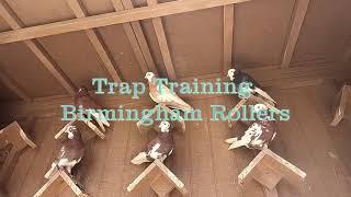 2021 - Birmingham Roller Pigeon Trap Training pt1 - Henriksen Family