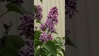 Необыкновенная сирень с белой каемочкой