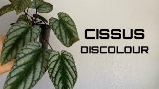 All about my Cissus Discolour + Care Tips || Plant Social Media! 🪴