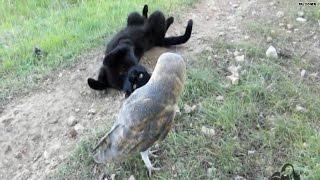 What a hoot! Cat and owl are best buds