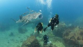 A REALLY Friendly Baby Whale Shark