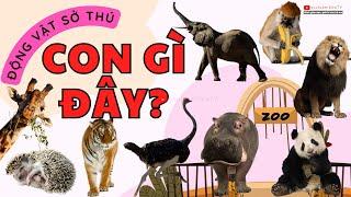 CON GÌ ĐÂY, NHẬN BIẾT CON VẬT TRONG VƯỜN THÚ CON HỔ, VOI, GẤU, CON KHỈ, HÀ MÃ, HƯƠU CAO CỔ | SỨA TV