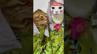 #107 Cute Cat videos  #fails #funny #moments #reels #shorts