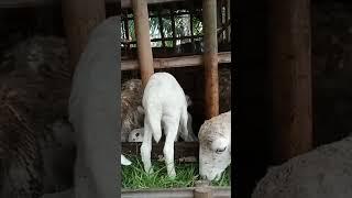 suara kambing lucu kambing kecil ,domba indonesia kasih makan kambing