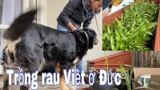 Trồng rau muống tốt hơn mong đợi, rau Việt ở Đức | Làm vườn | Cuộc sống ở Đức