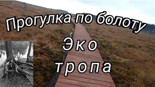 Сестрорецкое болото. Прогулка по экотропе.
