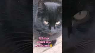 #реккомендации #фотосессияlovestory #cat