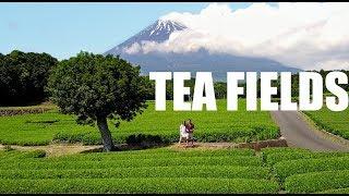 OUR FAVORITE SPOT IN JAPAN | TEA FIELDS in SHIZUOKA 大渕笹場 (静岡県)