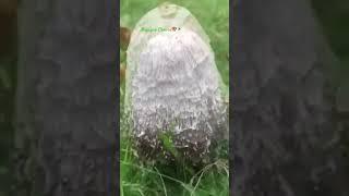 Mushroom Awesome nature!#mushroom #shorts #prayforpalestine 