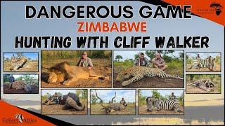 Hunt the 11 yard lion. Hunting Dangerous Game with Cliff Walker - Zimbabwe hunting at its best