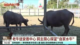 老牛送安養中心　飼主開心探望「自家水牛」｜華視台語新聞 2024.12.18