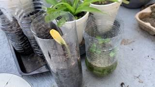 Sapodilla Seedling and Seles Sapodilla