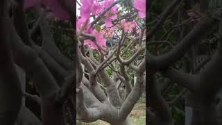 Very Large adenium obesum in ground #adenium #bonsai #obesum