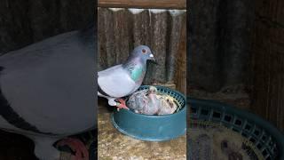 Pigeon baby loft clean  #pigeon #loft