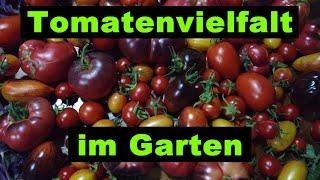 Zuviele Tomaten vorgezogen - die müssen irgendwo hin