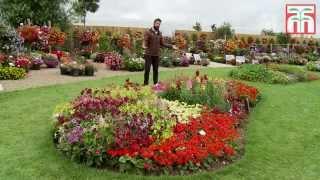 Brighten your garden with some Annual Bedding plants