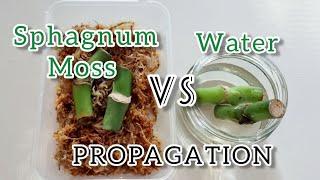 Sphagnum Moss VS Water Propagation | 90 Days Experiment with Monstera Deliciosa