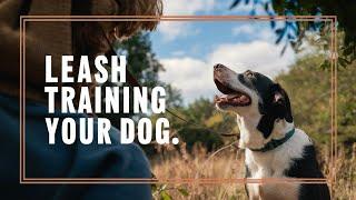 Master Leash Training: How To Train A Dog That Won't Walk