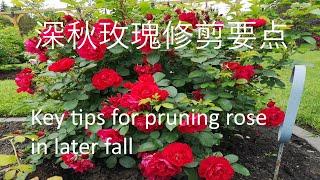 深秋修剪玫瑰枝要点（让其安然过冬来年长得更好开花更多）：Key tips for pruning rose in later fall