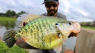 I'VE NEVER SEEN a CRAPPIE LIKE THIS!!!