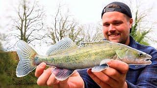 Canal Fishing for ZANDER! (Lure fishing)