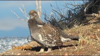 Utah Field Guide: Blue Grouse