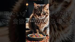 猫のごはんの器・・・。　#雑学 #豆知識 #知ってた？ #なるほど #うんちく#Shorts#猫の雑学