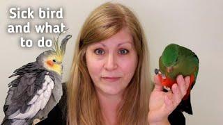 Symptoms of a sick bird and what to do before going to your avian vet